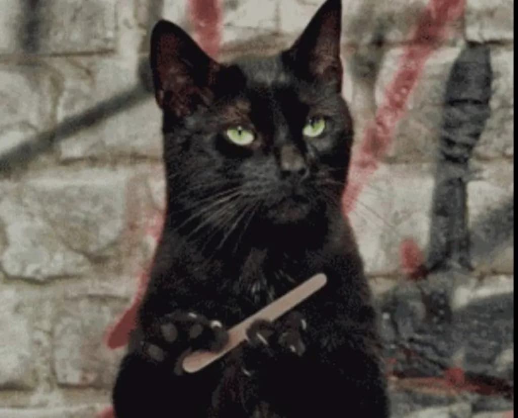 Whiskers of Mystery: A Black Cat's Enigmatic Gaze Amidst Urban Artistry
