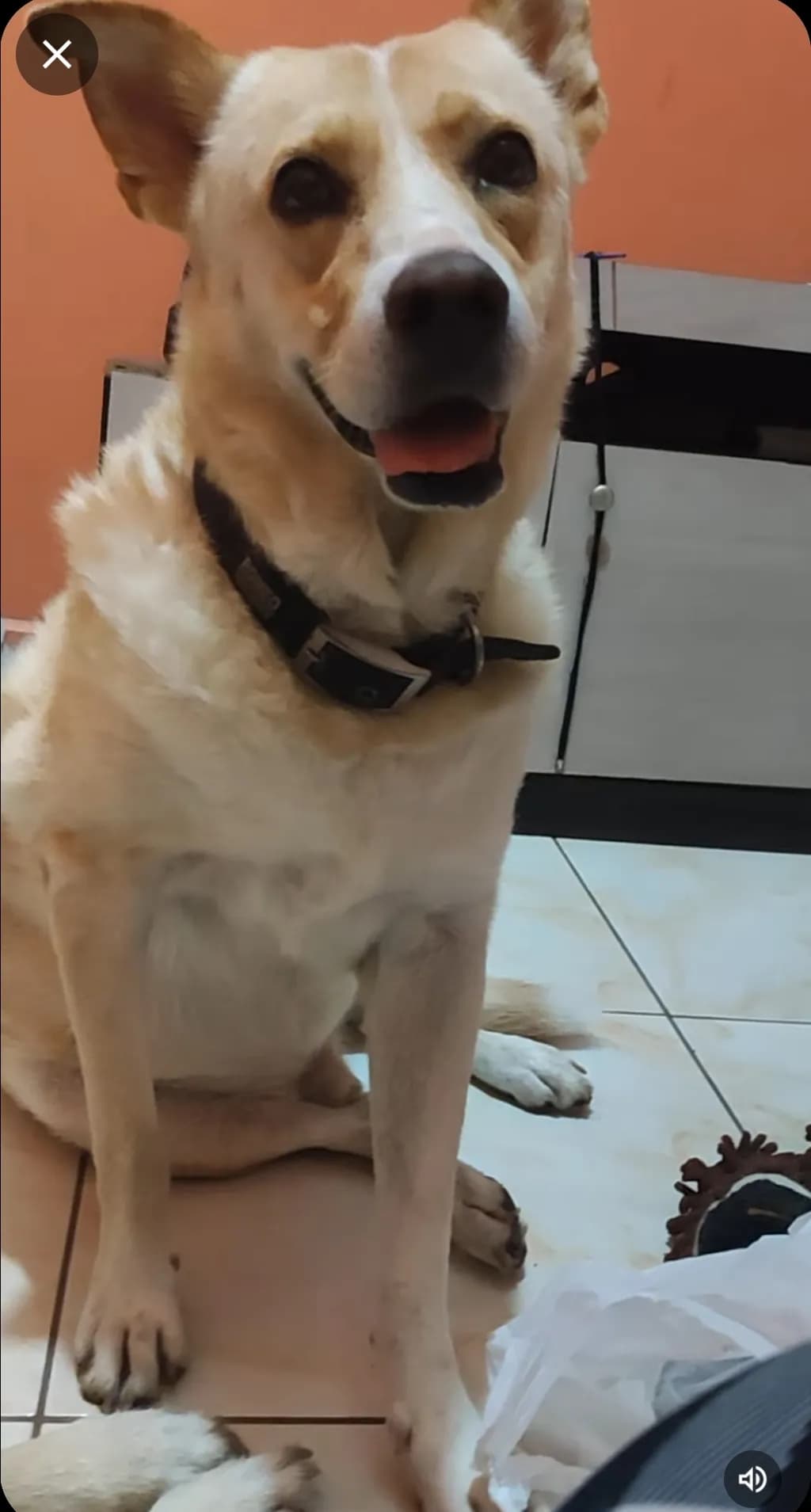Joyful Companion: A Heartwarming Portrait of a Loyal Dog