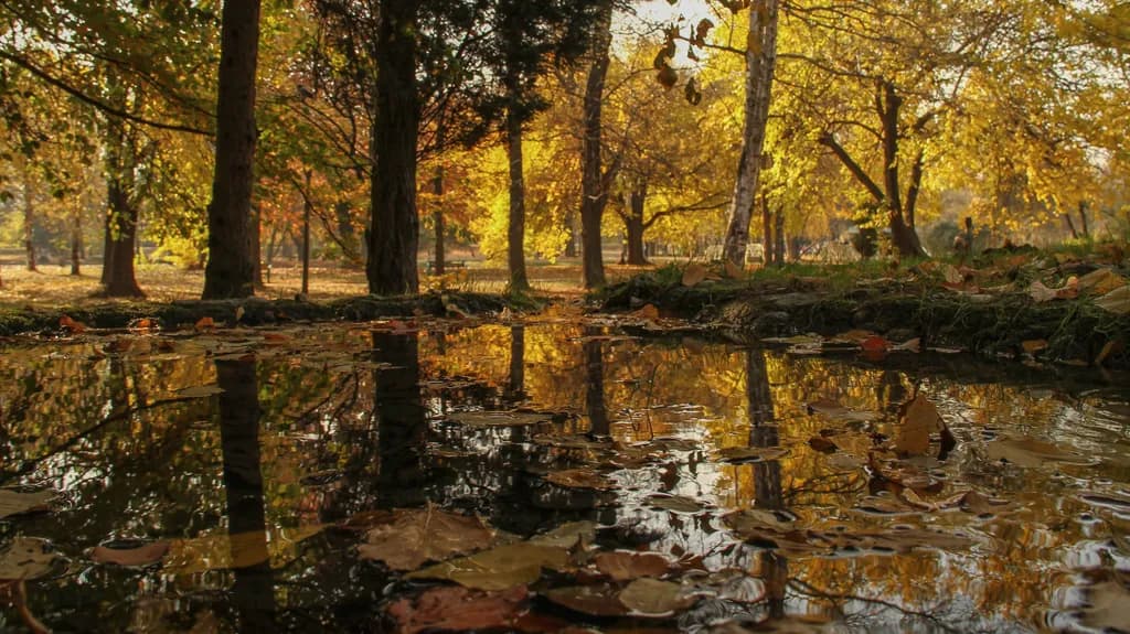 Autumn Reflection