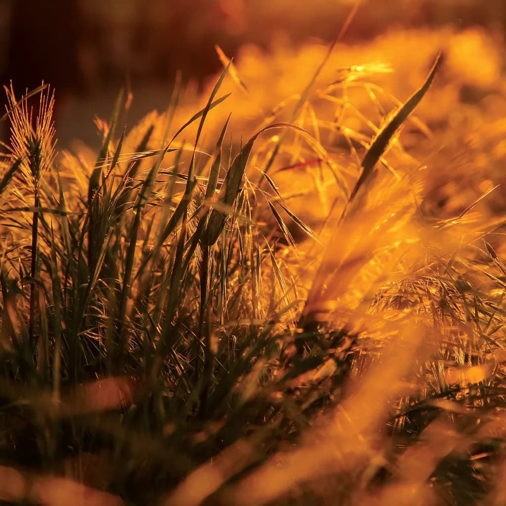Golden Wilds