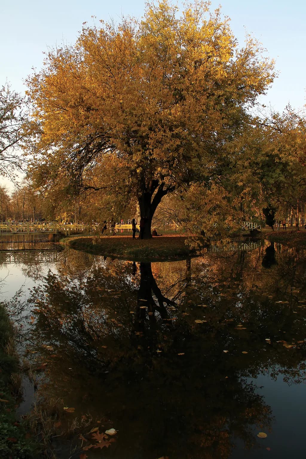 Golden Reflection