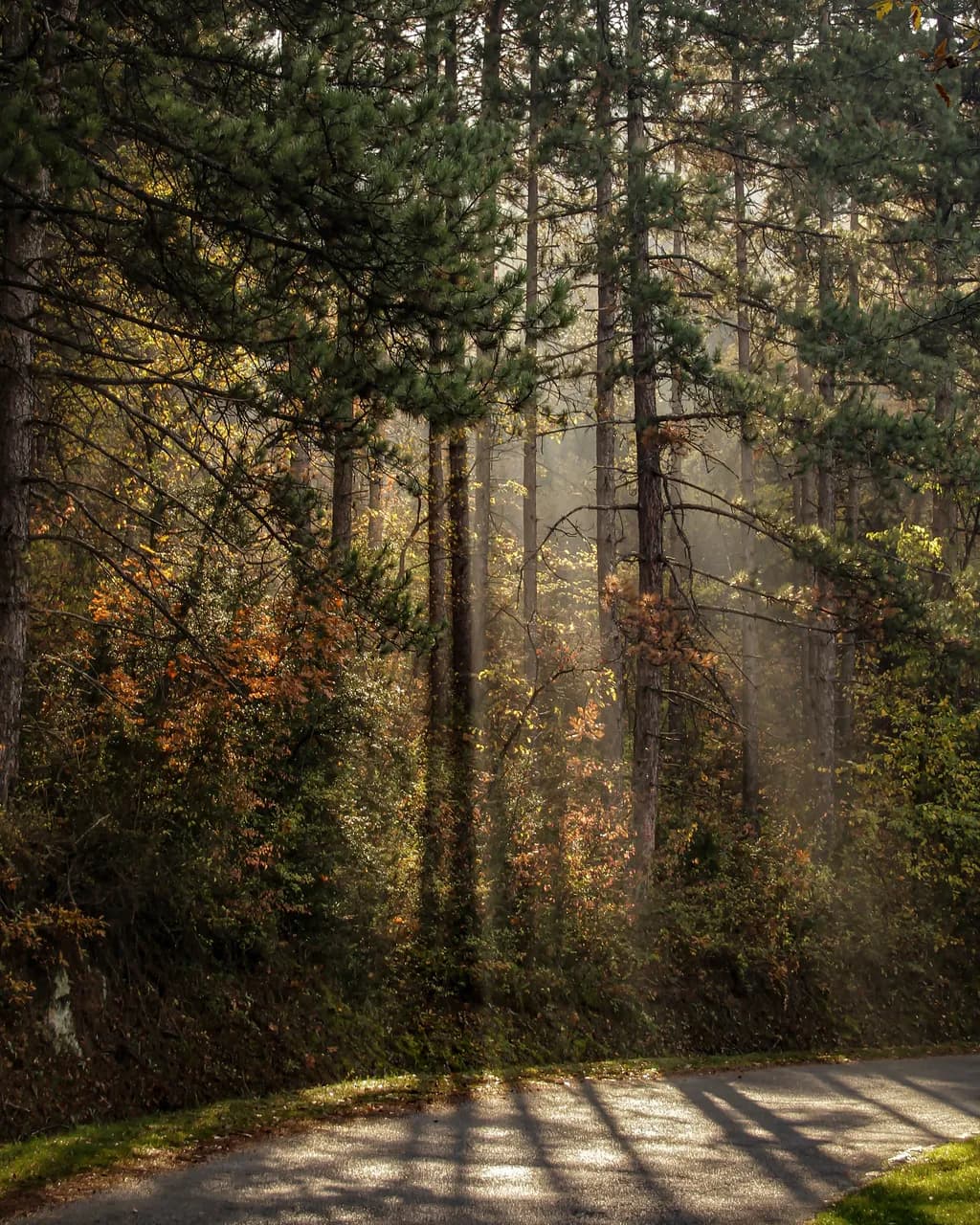 Woods Lightplay