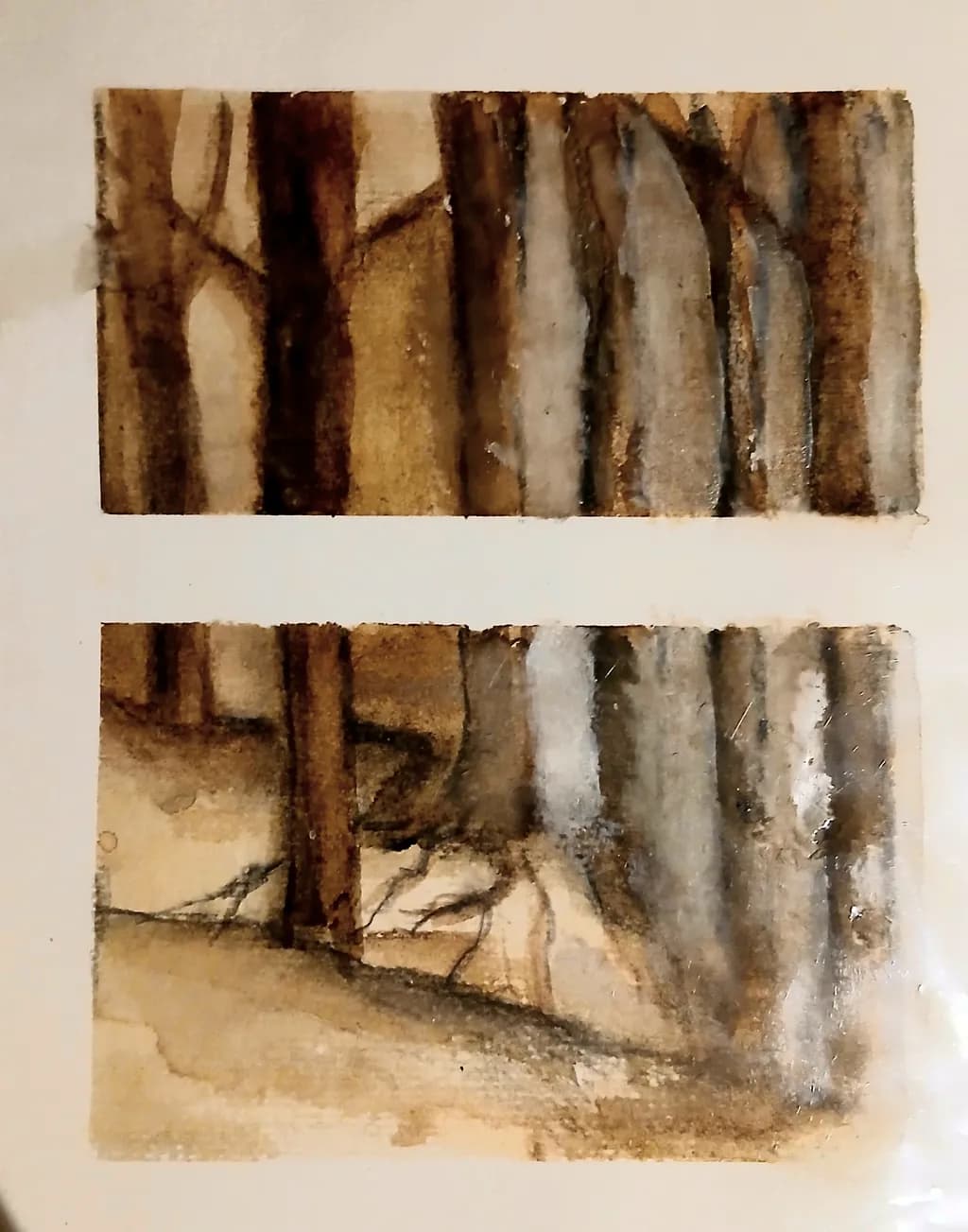 Woodland Shadows