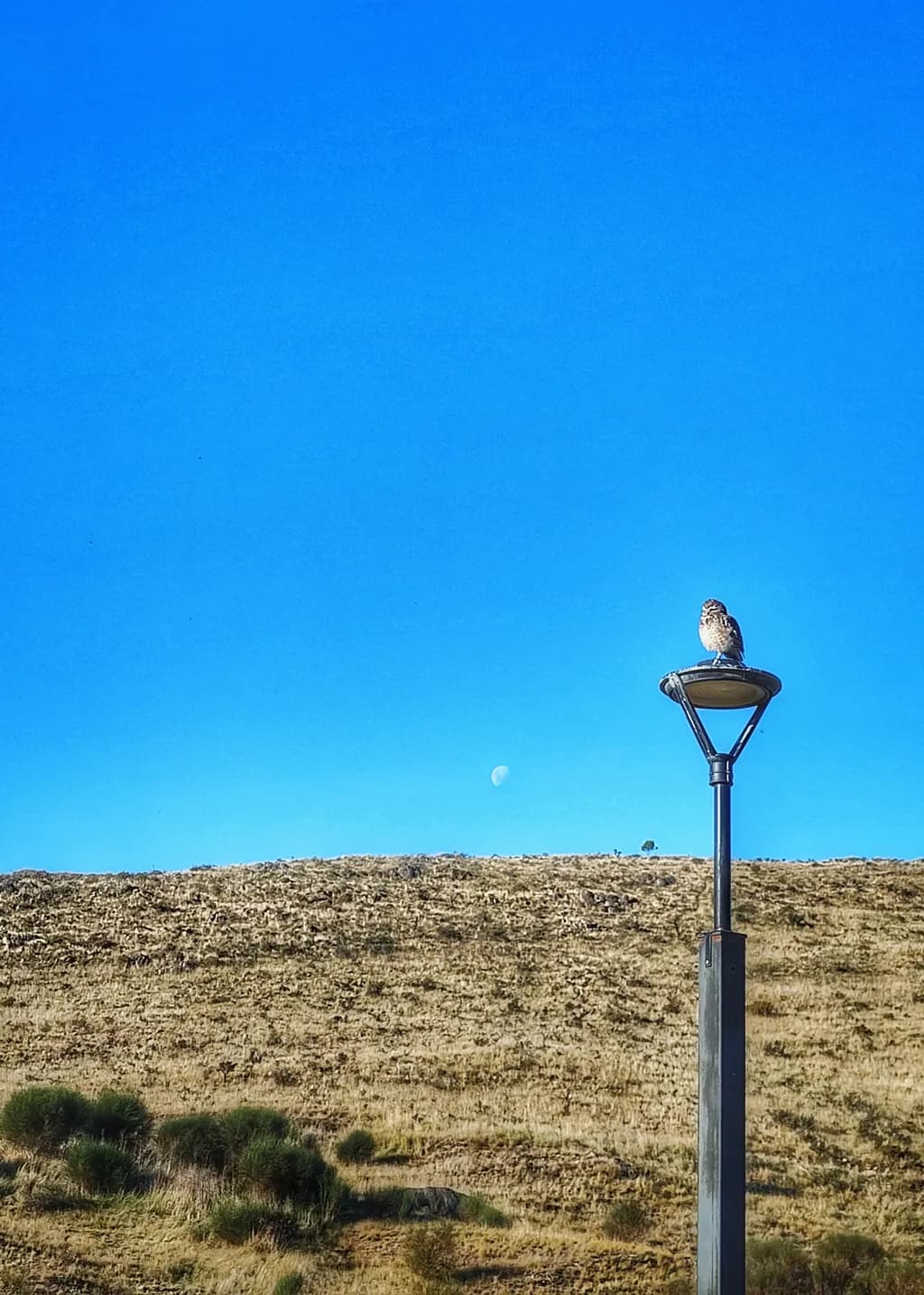 Watcher at Dusk