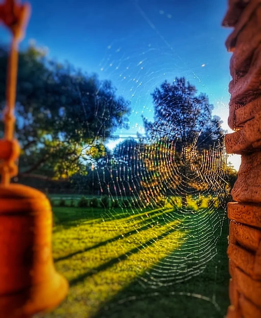 Sunlit Webbed Quietude