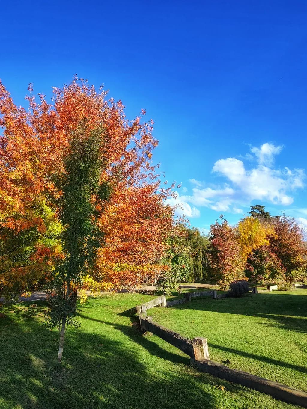 Autumn Glow