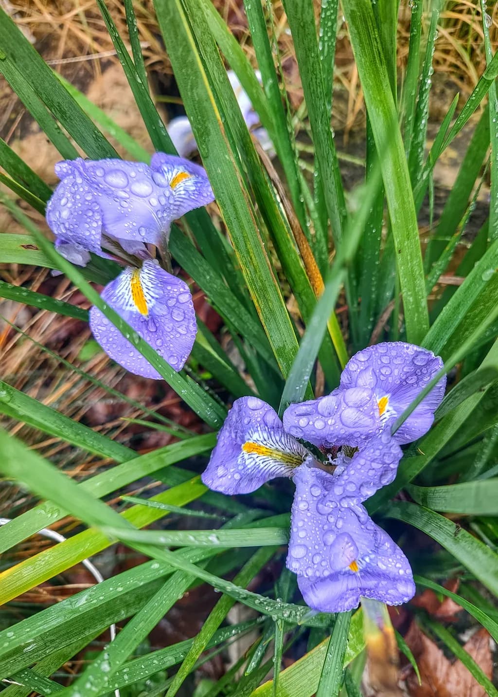 Rain-Kissed Iris