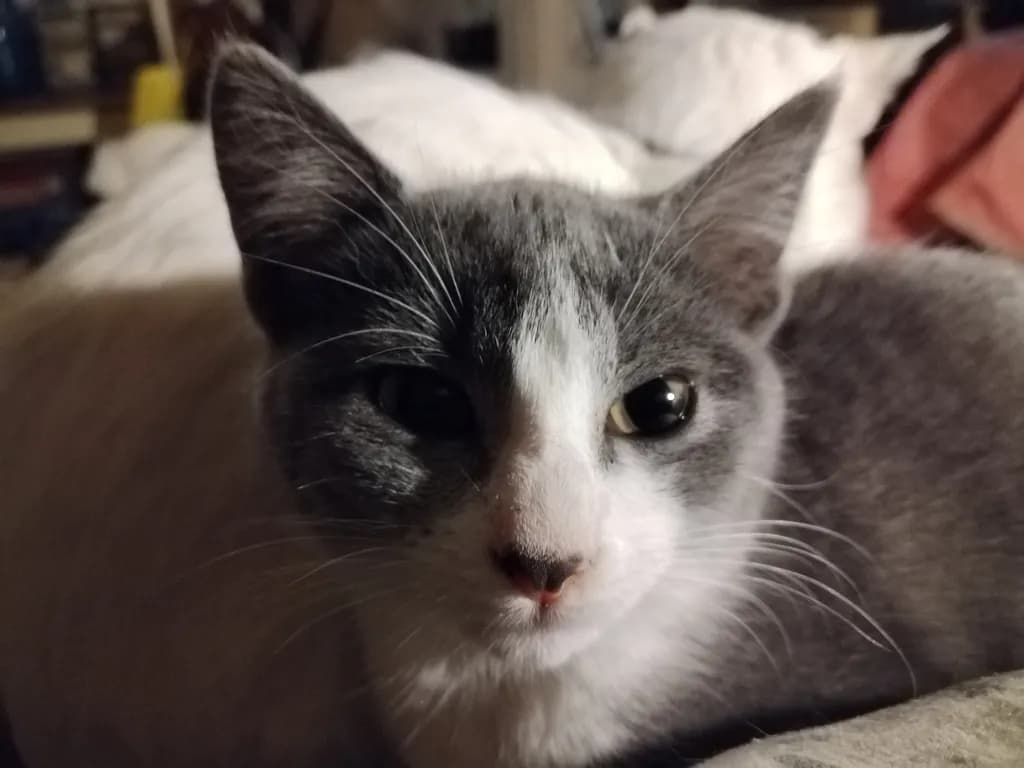 Whiskered Whimsy: A Close-Up Portrait of a Playful Gray Cat
