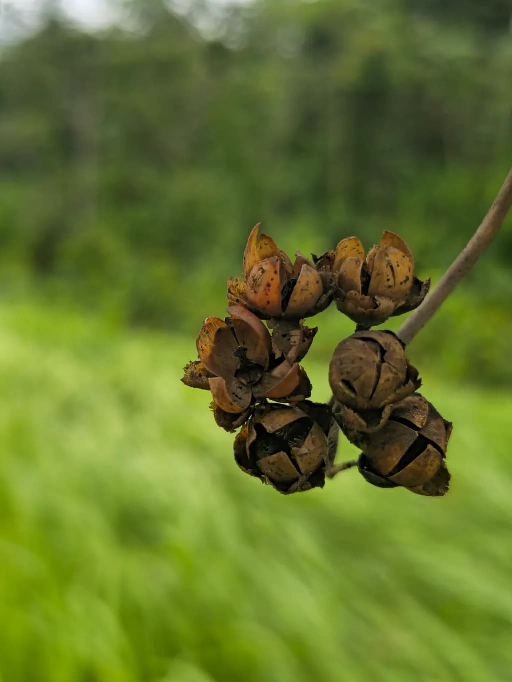 Whispers of Nature: The Elegance of Organic Flora in Green Textures