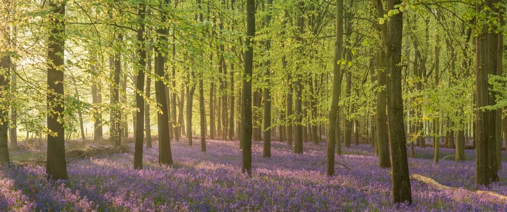 Whispers of Spring: A Serene Forest Awash in Bluebells and Sunlight