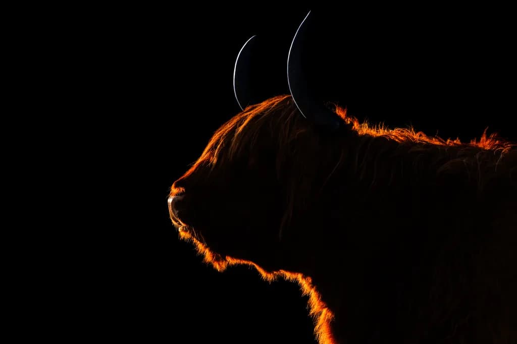 Highland Majesty: A Silhouette of Strength and Grace