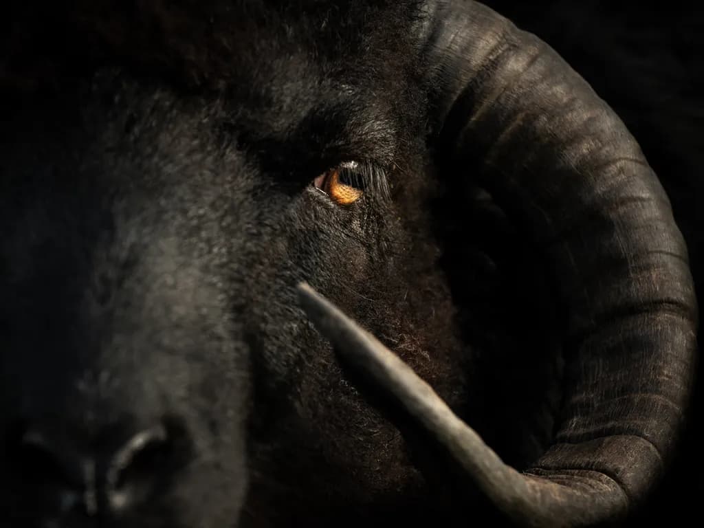 Majestic Gaze: The Intensity of a Black Ram's Eye