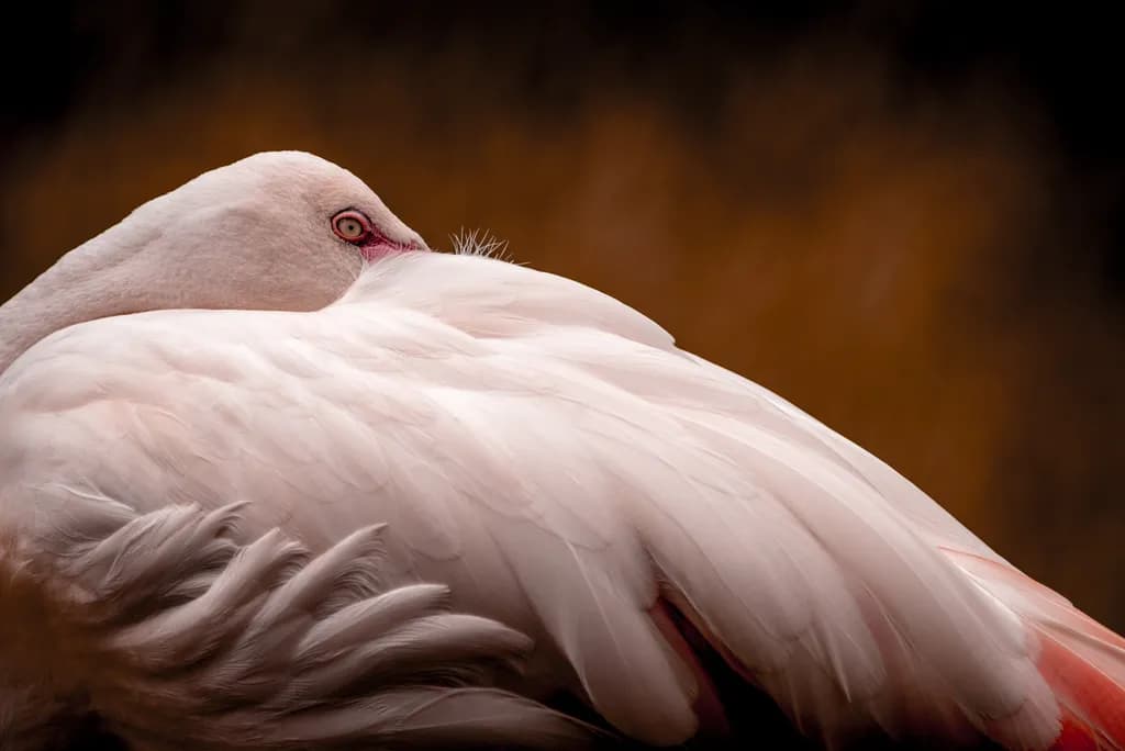 Whispers of Elegance: A Serene Portrait of a Flamingo in Soft Hues