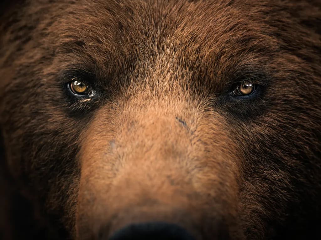 Majestic Gaze: The Intensity of a Grizzly Bear's Eyes