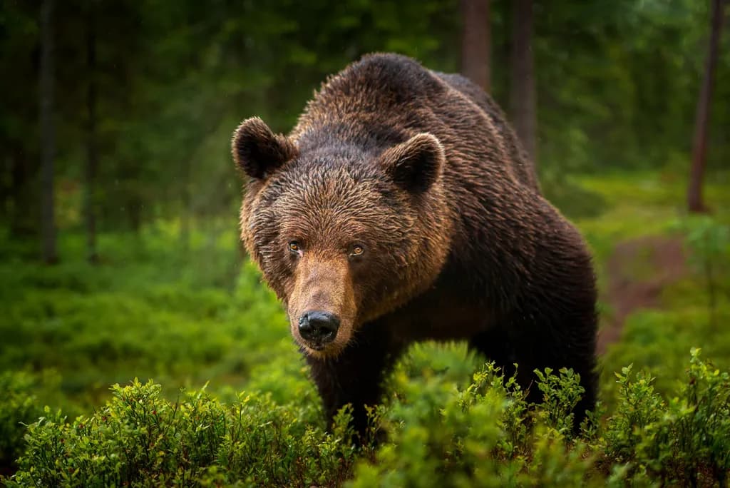 Majestic Encounter: A Grizzly Bear in Its Natural Habitat