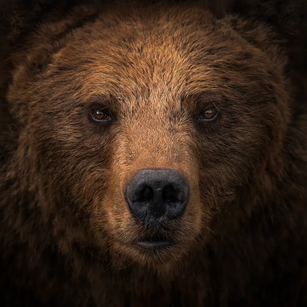 Brown Bear Square