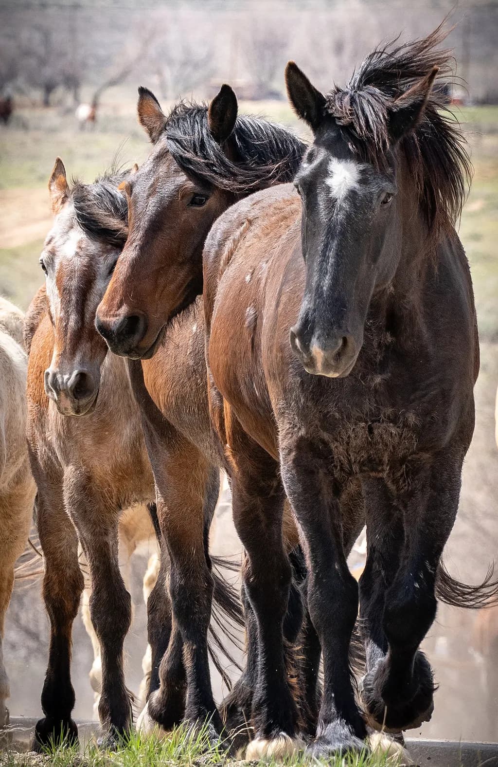 Majestic Harmony: A Herd of Horses in Nature's Embrace