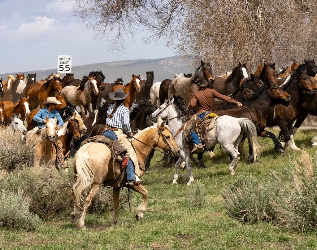 Herding Harmony: Cowboys and Horses in Action Across the Open Range