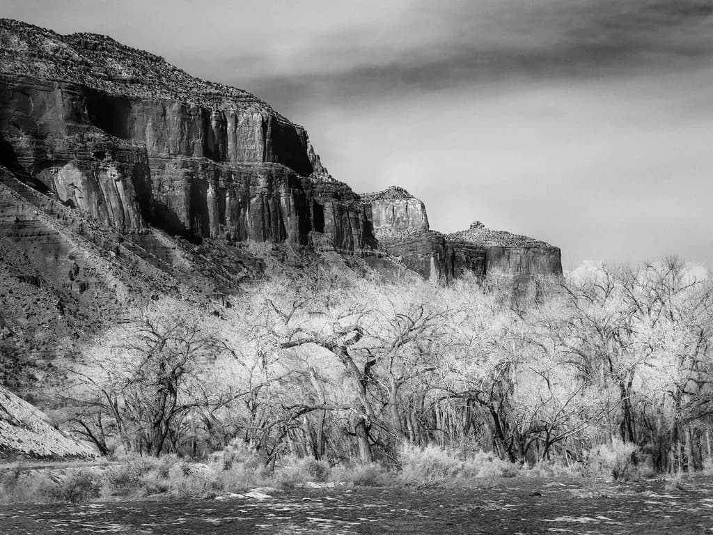 Cottonwoods in Winter
