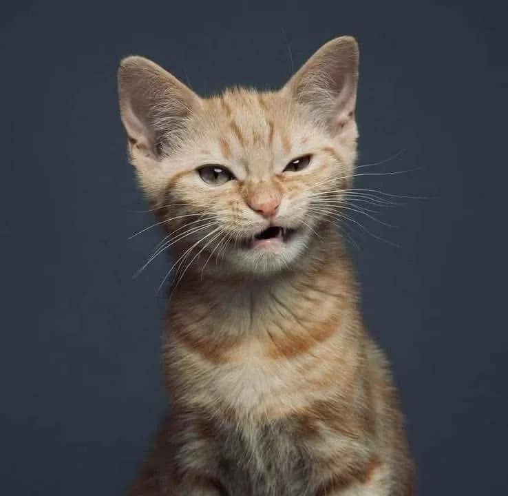 Curious Whiskers: The Playful Orange Cat's Expression of Wonder