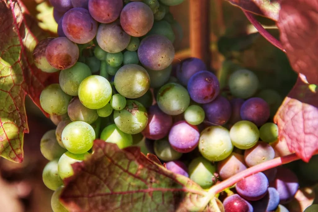 Grapes in Transition