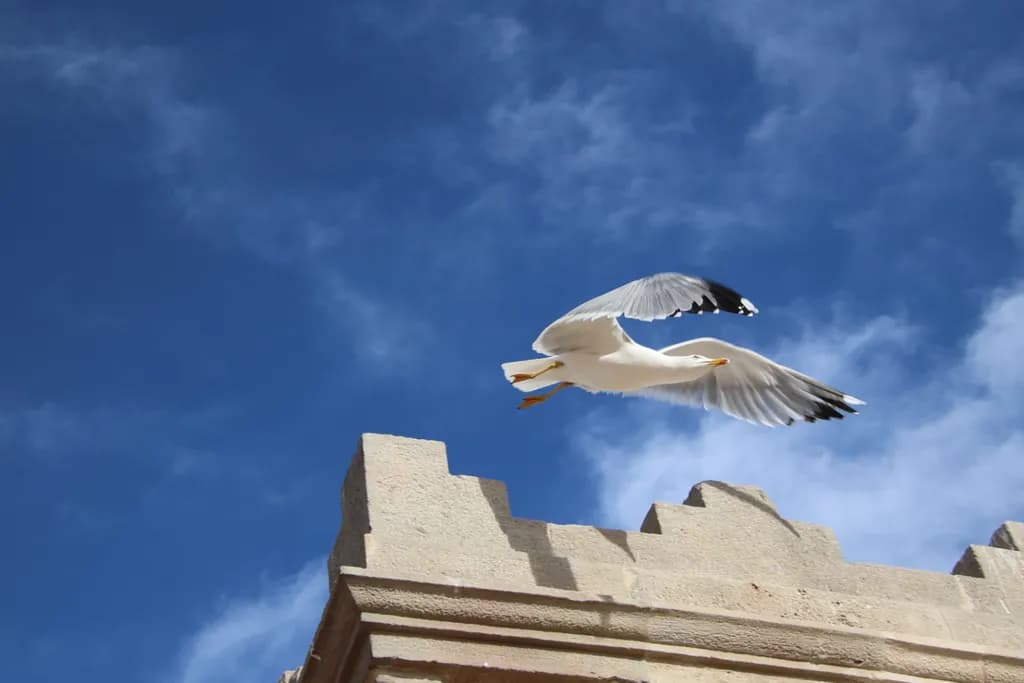 Soaring Above
