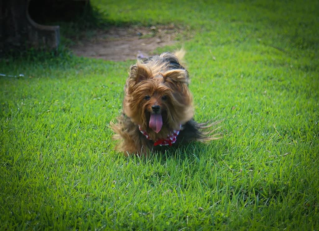 Playful Pup