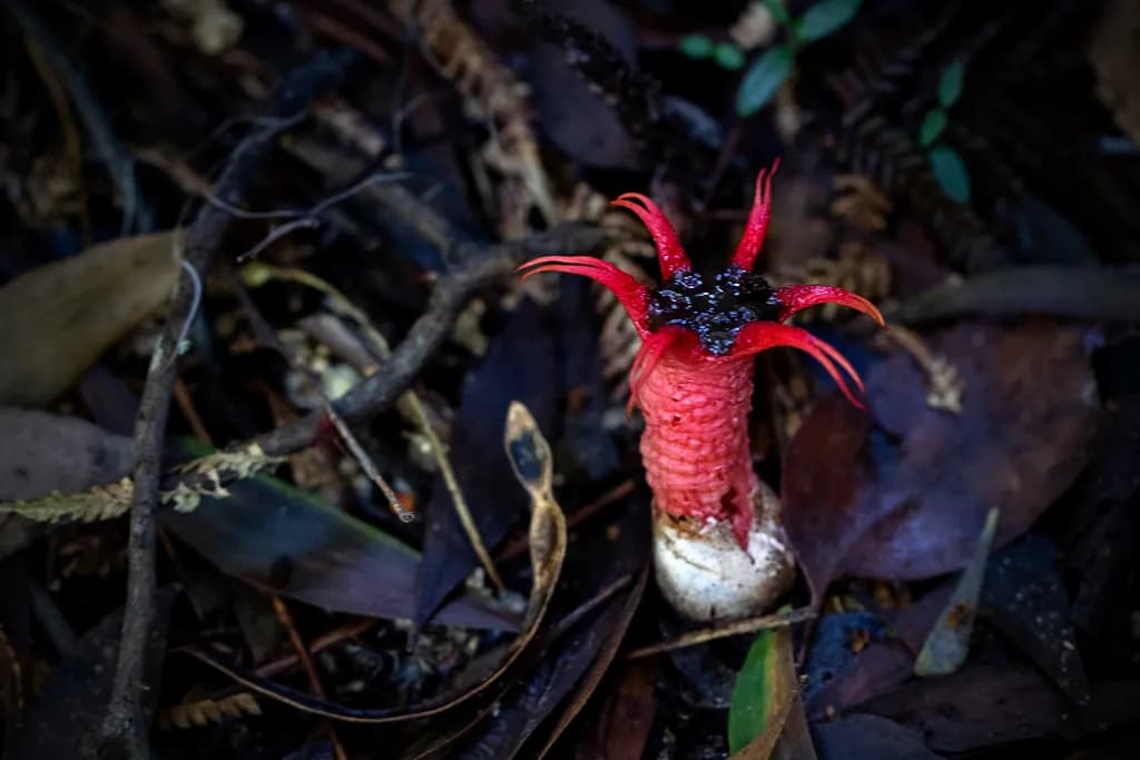 Whimsical Red Fungus: Nature's Unique Forest Treasure