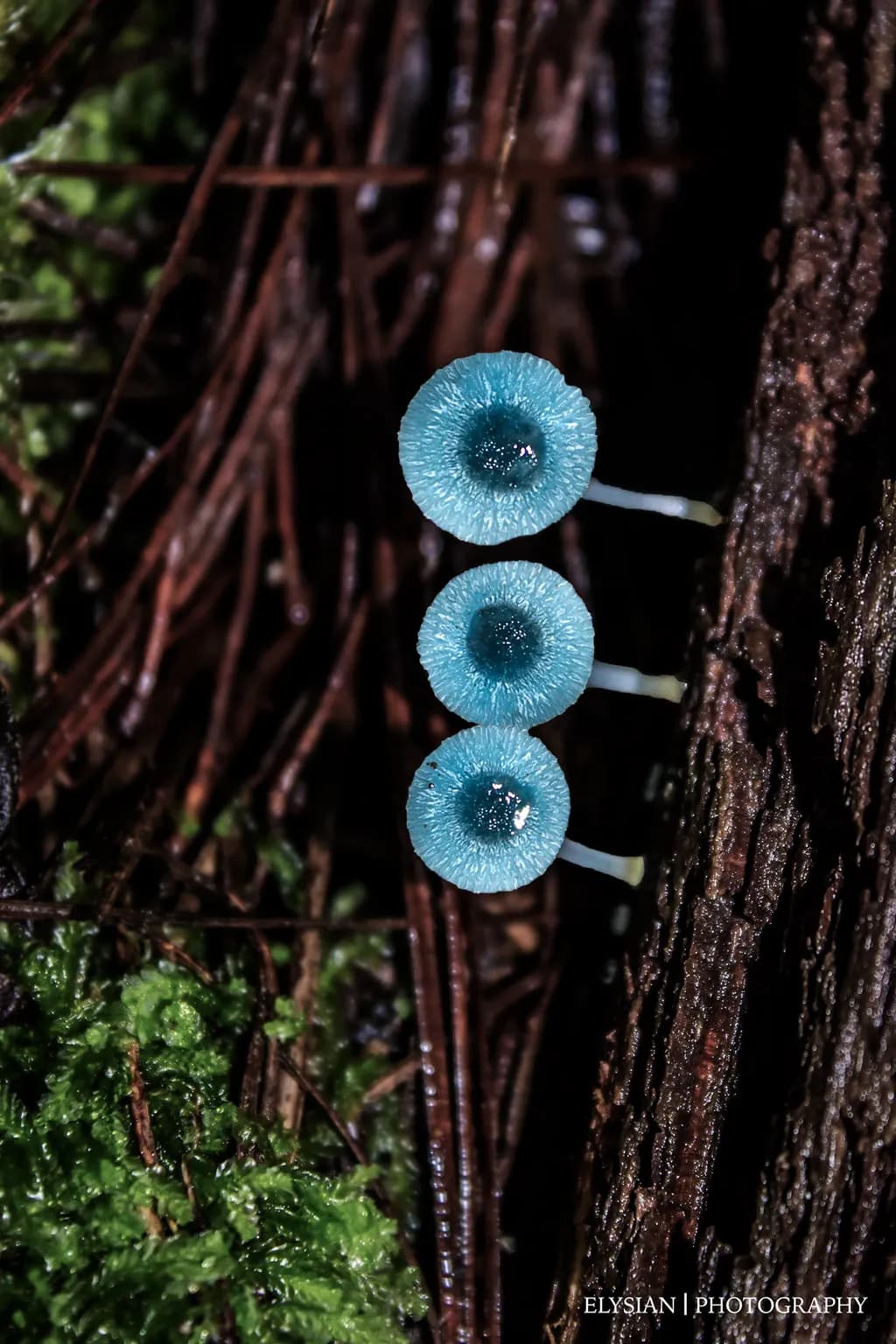Whispers of the Forest: A Trio of Enigmatic Blue Mushrooms