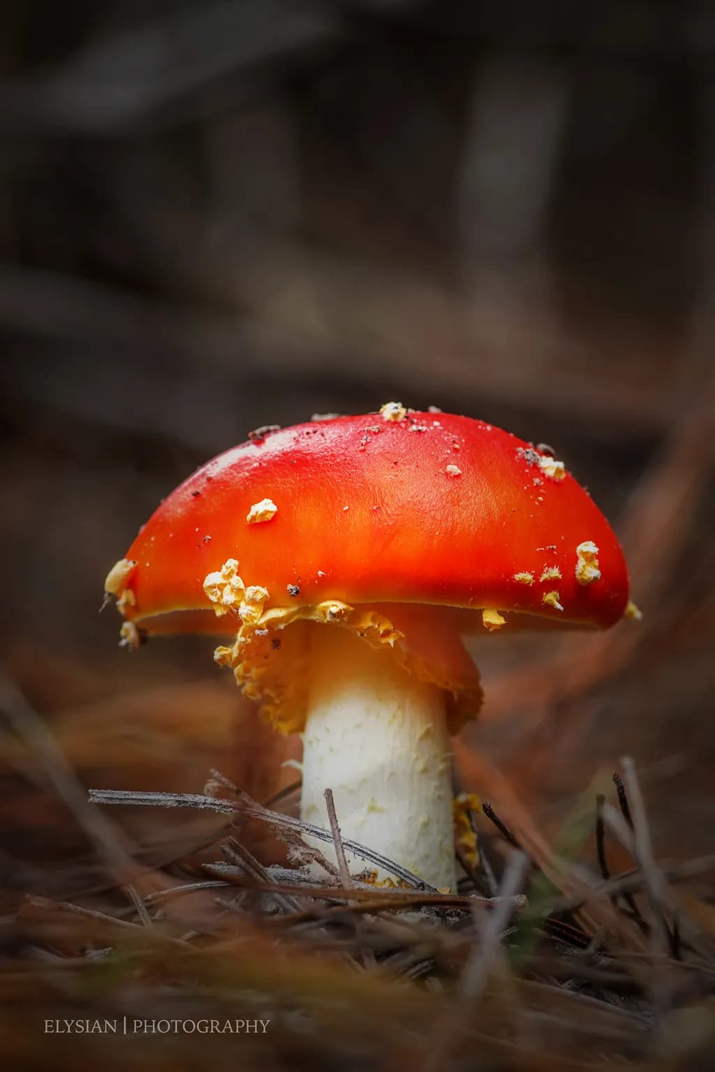 Fly Agaric Delight