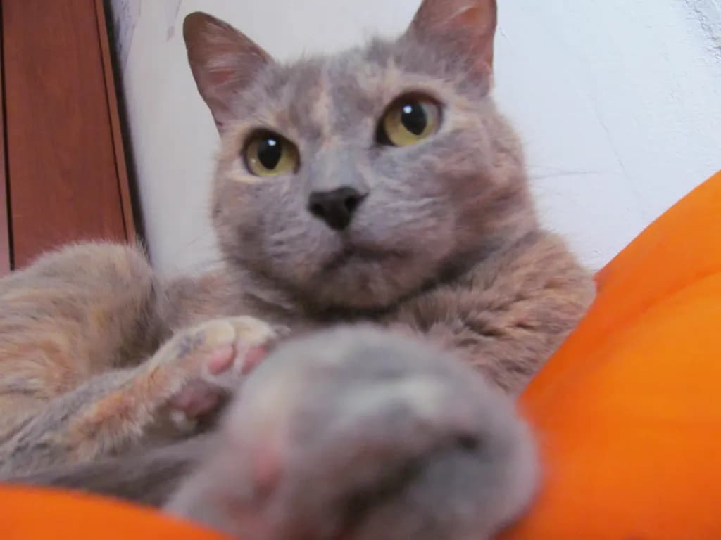 Whiskered Serenity: A Cozy Cat's Portrait in Warm Hues