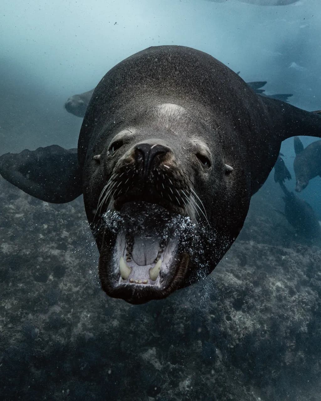 Underwater Serenade: The Playful Majesty of a Sea Lion's Dance