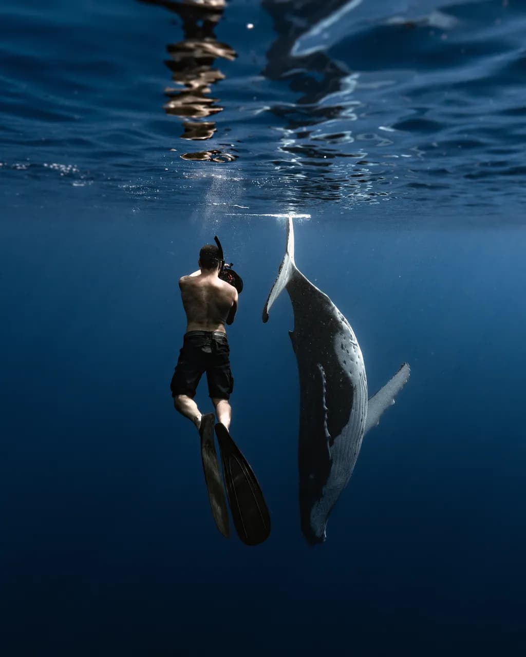 Whispers of the Deep: A Dance with the Humpback Whale