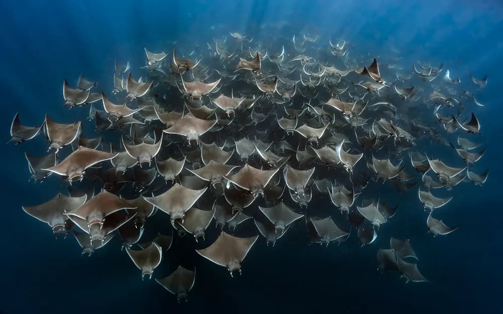 Ocean's Dance: A Symphony of Manta Rays in Motion
