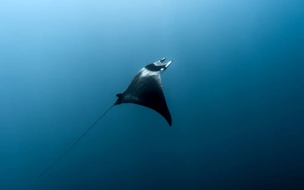 Graceful Glide: The Majestic Dance of the Manta Ray in Deep Blue Waters