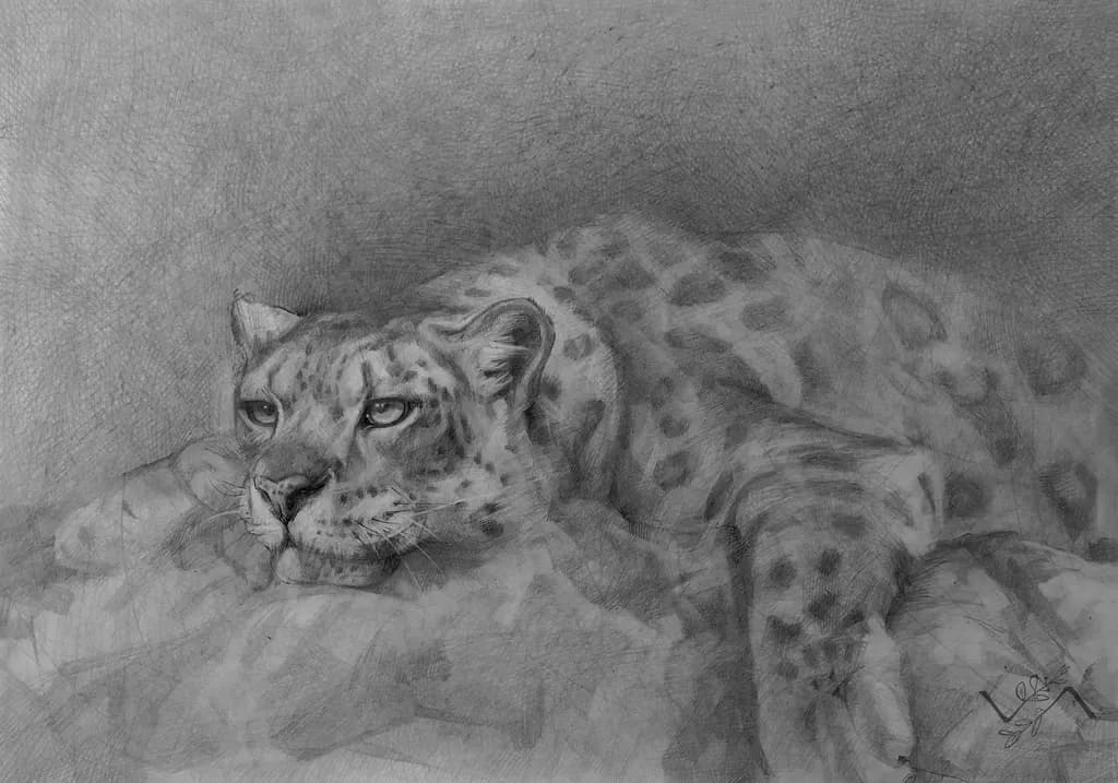 Whispers of the Wild: A Serene Leopard's Gaze in Monochrome Elegance