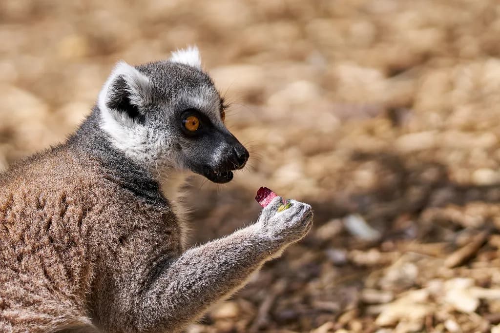 Whimsical Lemur Delight: A Playful Moment in Nature's Embrace