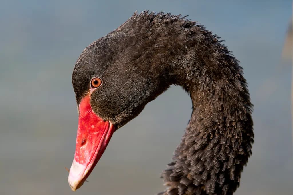 Elegant Black Swan: A Portrait of Grace and Beauty