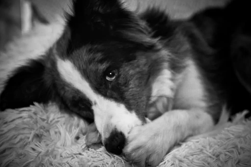 Whispers of a Loyal Heart: A Black and White Portrait of a Resting Dog