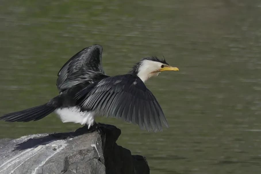 Majestic Flight: The Cormorant's Dance on the Water's Edge