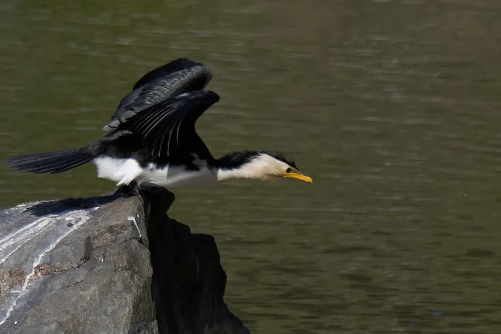 Soaring Elegance: A Cormorant's Leap into the Wild Waters