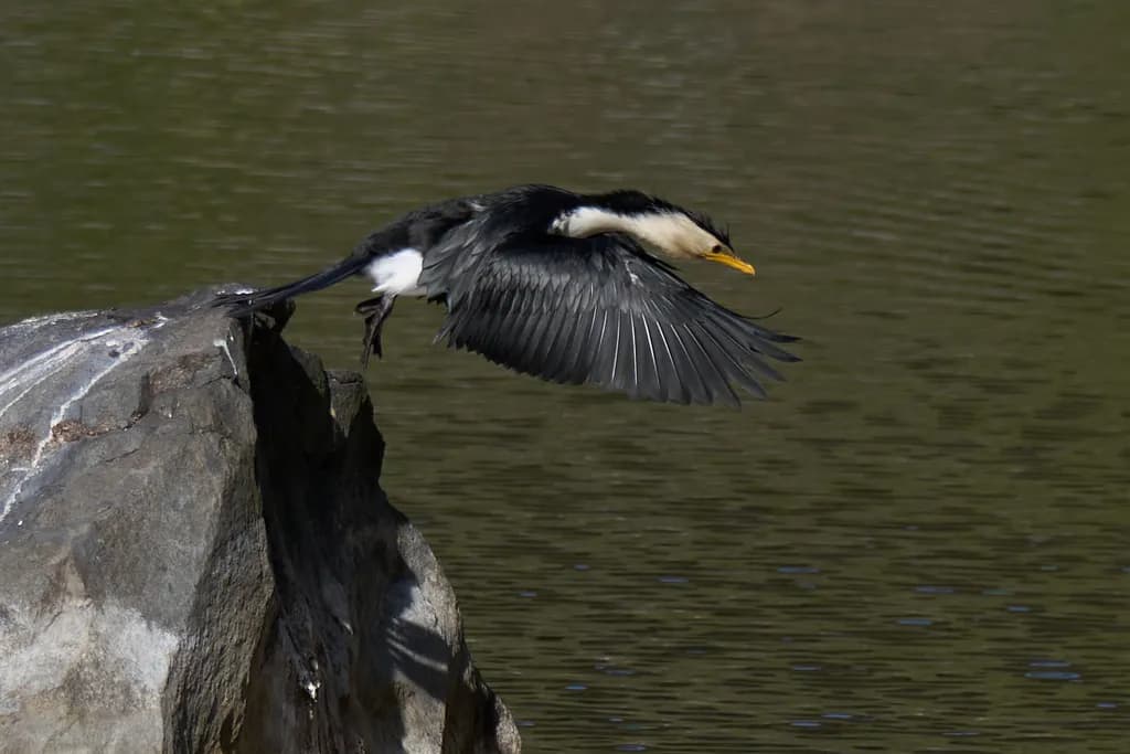 Soaring Elegance: The Moment of Flight Over Tranquil Waters