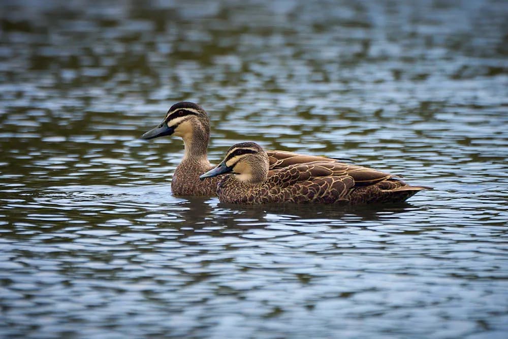 Serene Companionship: Two Ducks Gliding Through Tranquil Waters