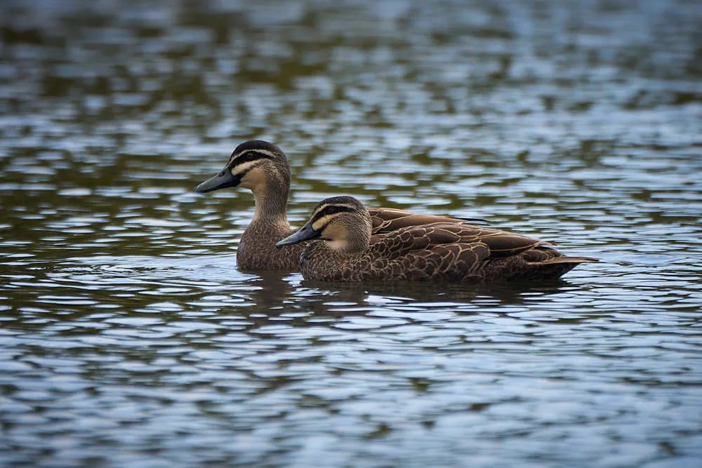 Serene Companions: A Tranquil Moment with Ducks on Still Waters