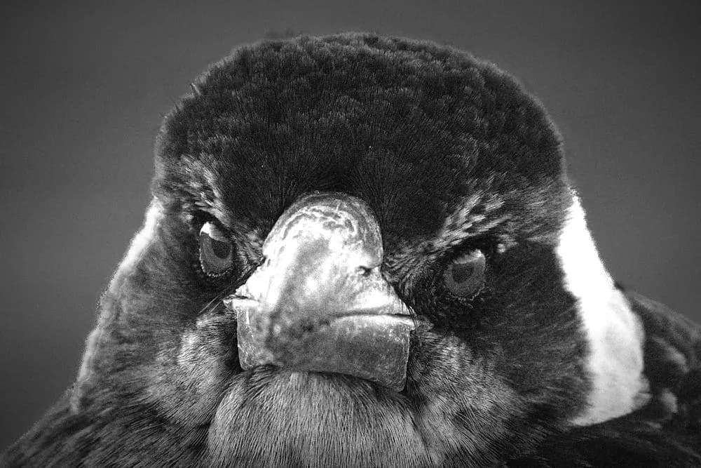 Majestic Gaze: The Intensity of Nature's Watcher