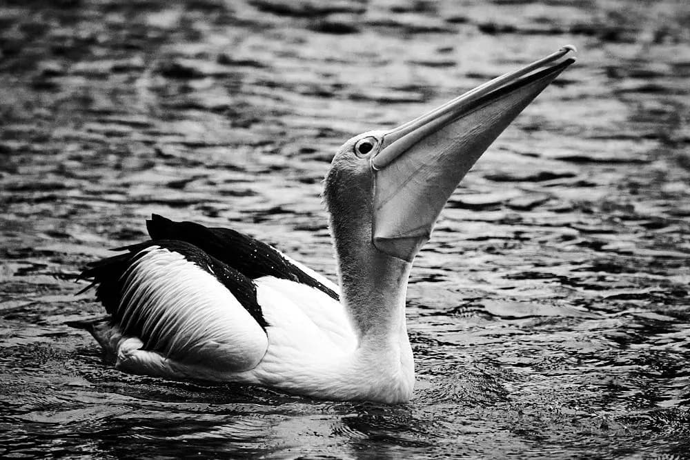 Serene Elegance: A Black and White Portrait of a Pelican in Tranquil Waters