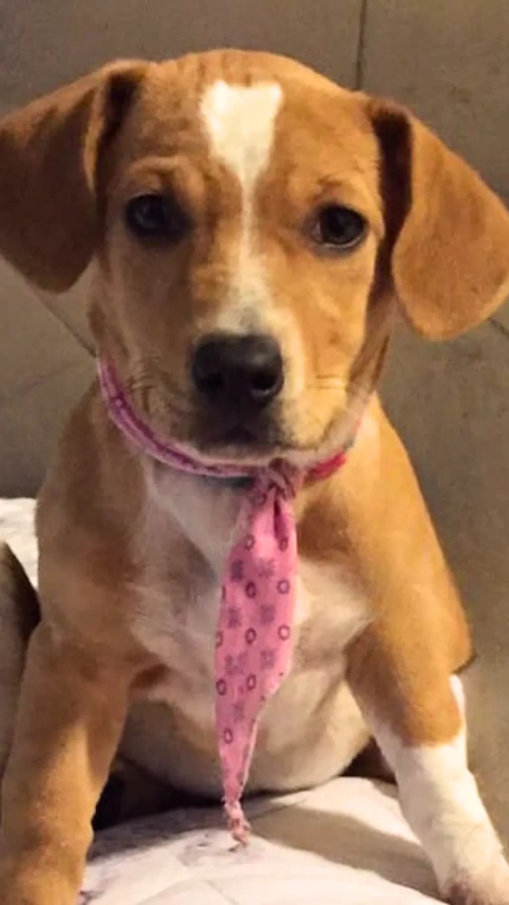 Adorable Pup in Pink: A Heartwarming Portrait of Canine Charm