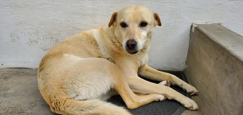 Golden Serenity: A Loyal Companion's Gaze