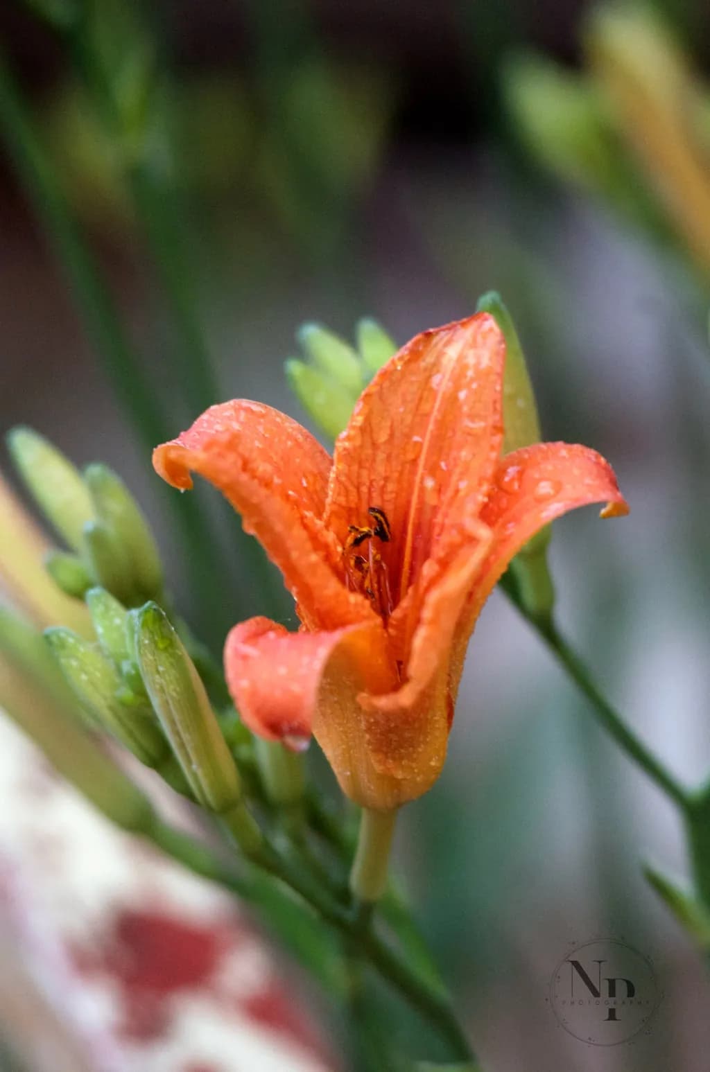 Radiant Orange Blossom: A Close-Up of Nature's Elegance