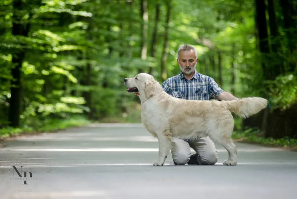 Harmony in Nature: A Man and His Dog in the Forest of Companionship